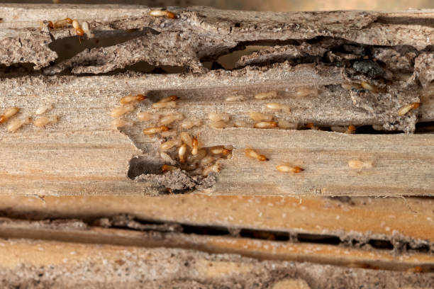 Pest Prevention Services in Clarence, IA